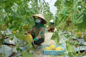 Hành trình OCOP năm 2022: Quảng Ninh tiếp tục khẳng định thương hiệu